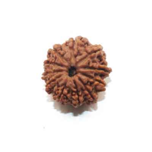 Eleven Face Nepali Rudraksha
