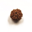 7 mukhi rudraksha