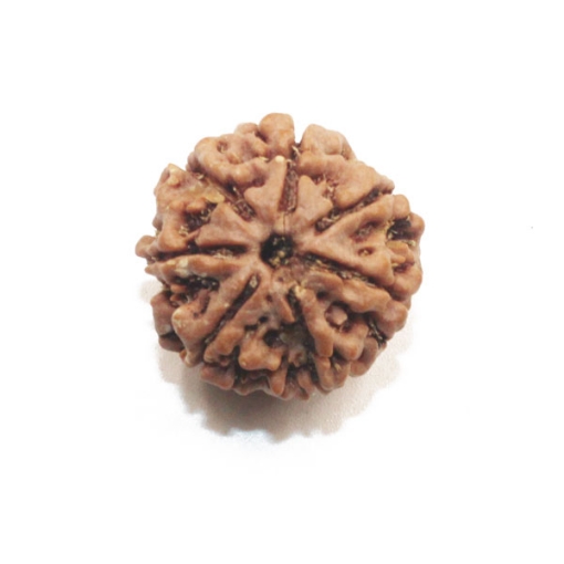 7 mukhi rudraksha