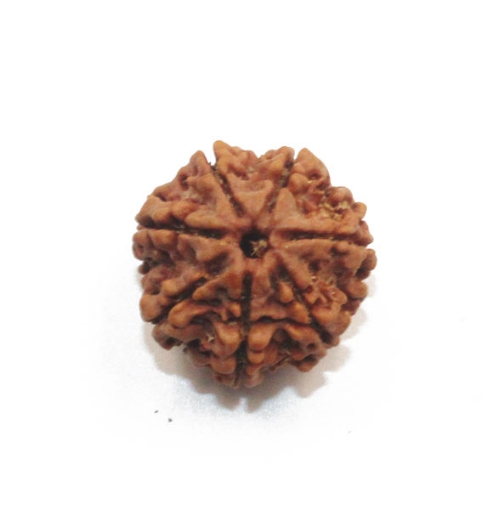 7 mukhi rudraksha
