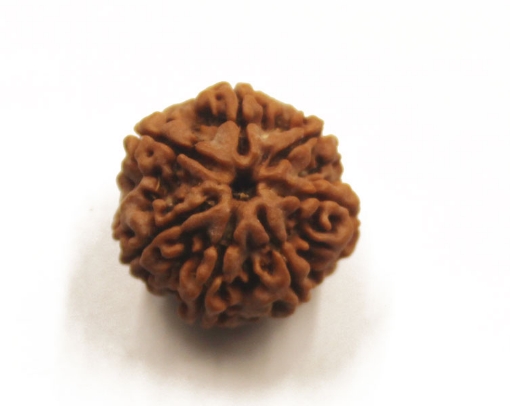 7 mukhi rudraksha