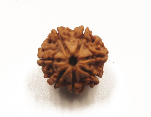 7 mukhi rudraksha